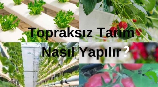 Topraksız tarım nasıl yapılır? Topraksız Tarımın Temelleri ve Uygulama Yöntemleri