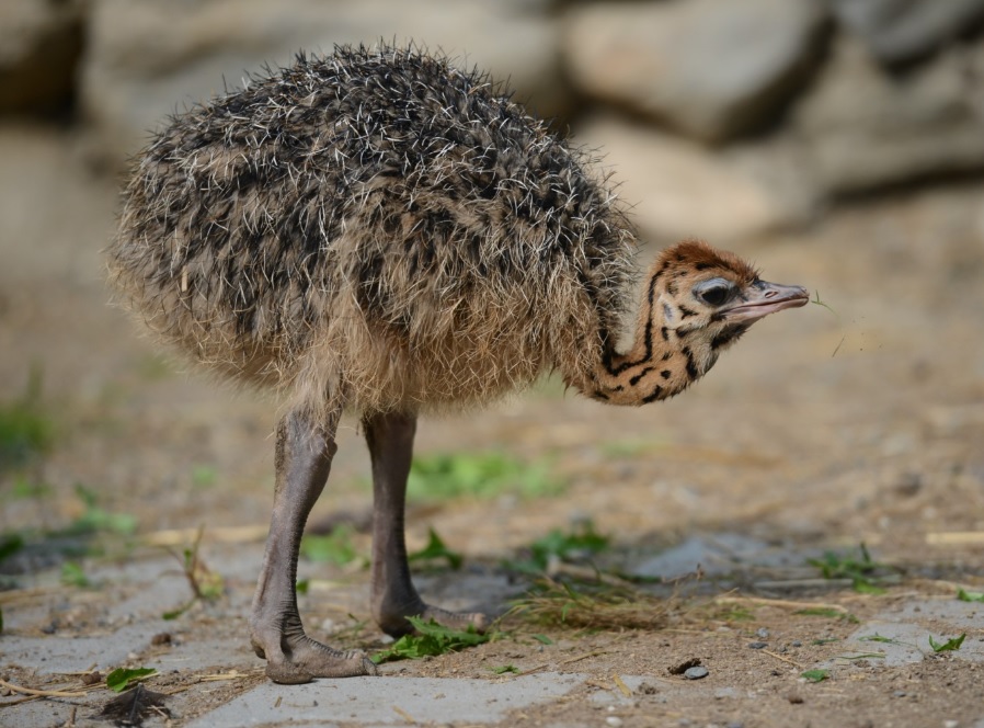deve kuşu çiftlik yavru