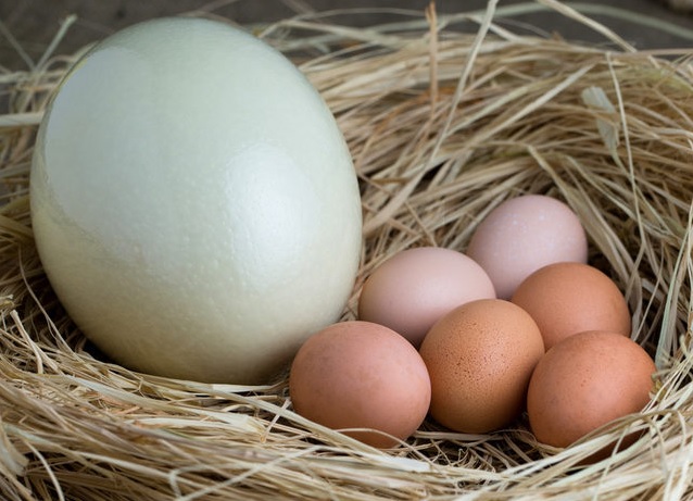 deve kuşu yumurtası