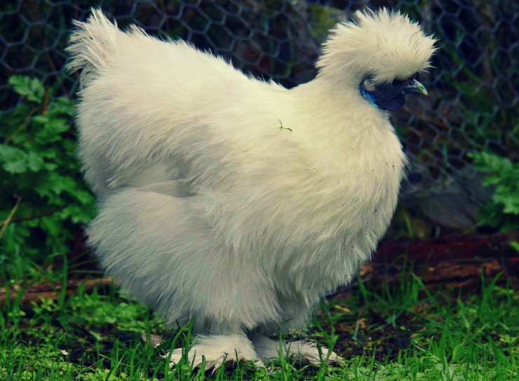 silkie