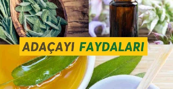 Adaçayı Faydaları: Sağlığınıza ve Günlük Yaşamınıza Etkileri