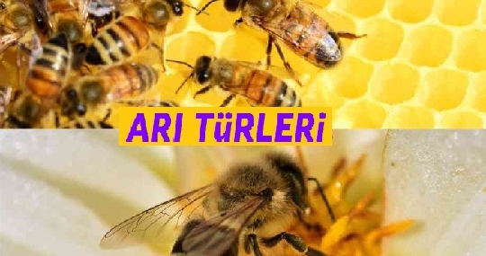Arı Türleri | Arıların Çeşitleri ve Özellikleri