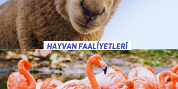 Hayvan Faaliyetleri: İnsan ve Hayvanın Bir Arada Olduğu Muhteşem Dünya