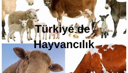 Hayvancılık Destekleri