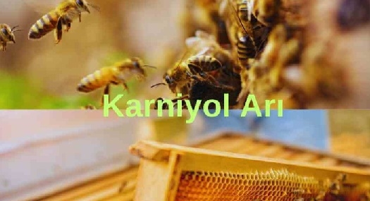 Karniyol Arı Nedir ? Özellikleri
