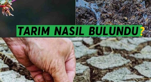 Tarım Nasıl Bulundu | Tarımın Keşfi