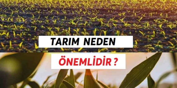 Tarım Neden Önemlidir | İşte Cevaplar