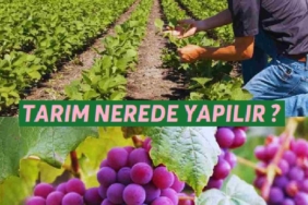 Tarım nerede yapılır