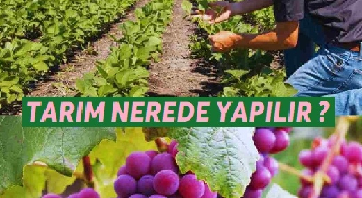 Tarım Nerede Yapılır | Tarımın Yoğun Olarak Yapıldığı Bölgeler