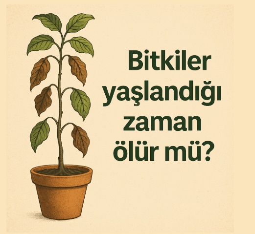 Bitkiler yaşlandığı zaman ölür mü?