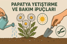Papatya Yetiştirme ve Bakım İpuçları
