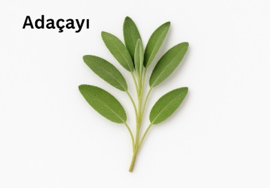 Adaçayı