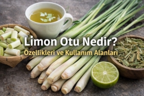 Limon Otu Nedir? Özellikleri ve Kullanım Alanları