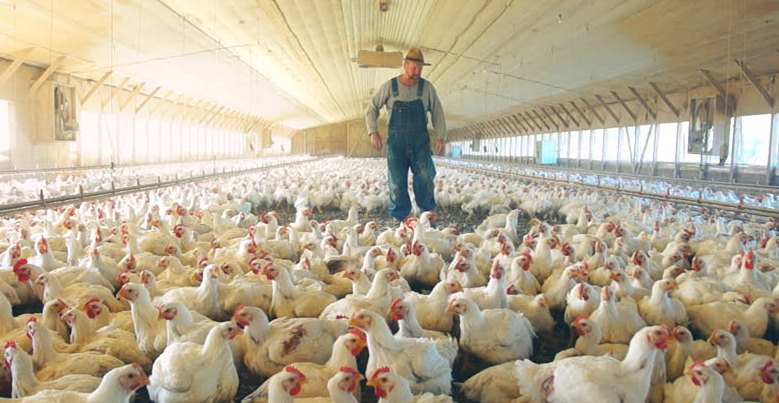 Tavuk Çiftliği Projesi Kurmak