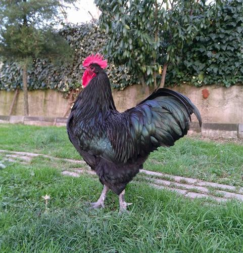 Australorp