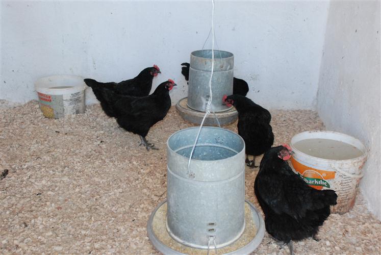 Australorp