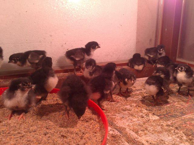 Australorp