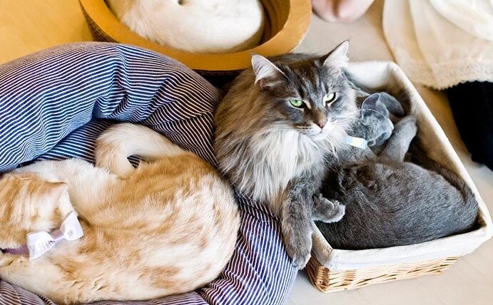 kedi cafe