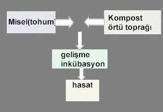 KOMPOST