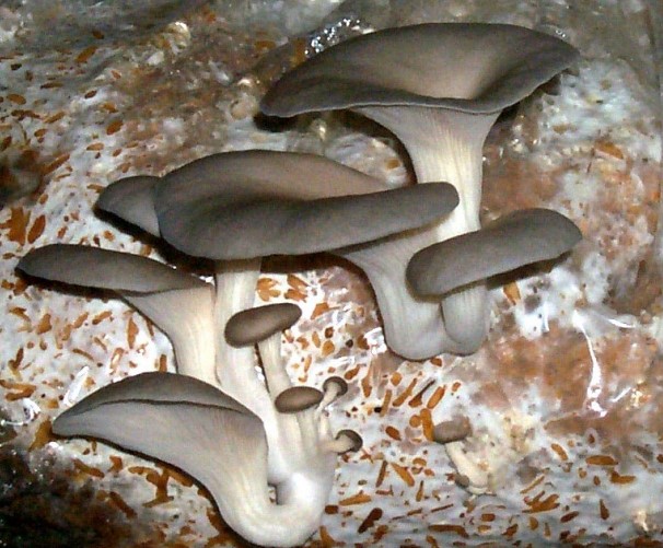 istiridye-mantarı