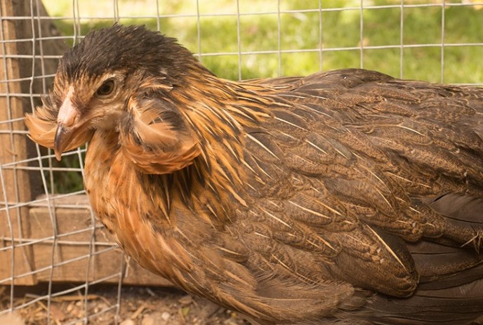 araucana