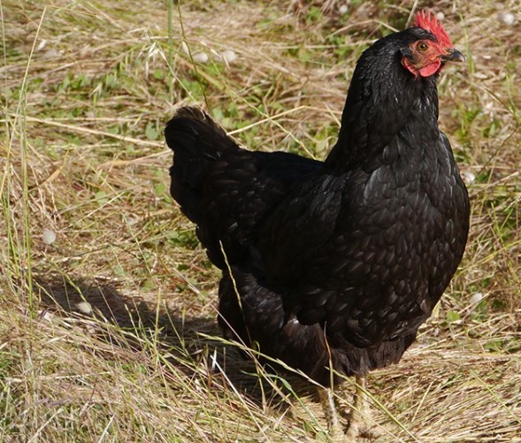 australorp