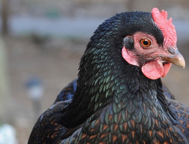 barnevelder