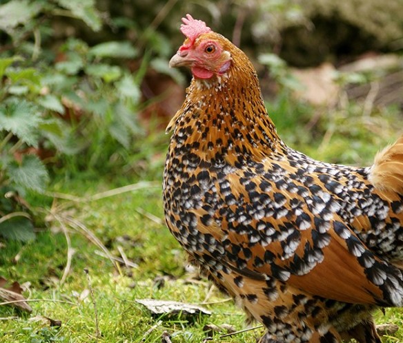 belgium duccles