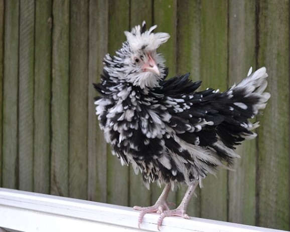frizzle