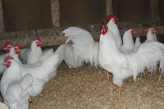 leghorn