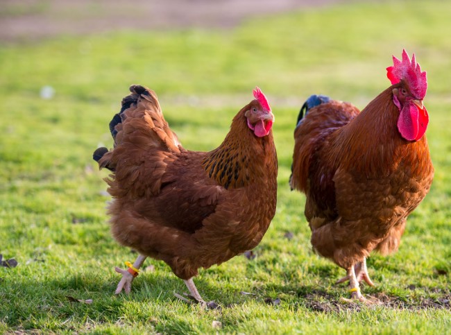 new hampshire