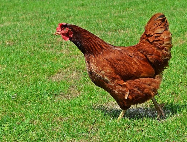 rhode island red