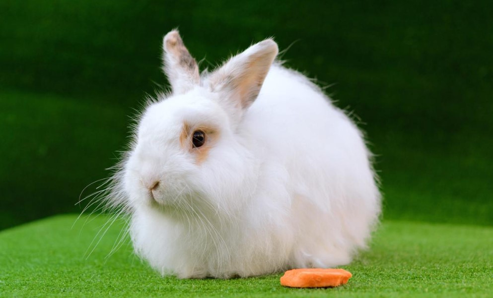 Angora – Ankara Tavşanı Yetiştiriciliği / Fiyatları