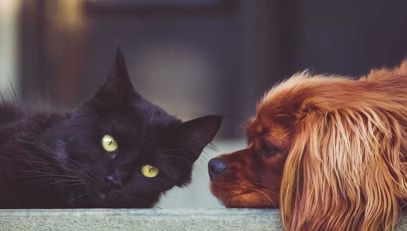 Adım Adım Pet Shop Açmak | Karlı mı?