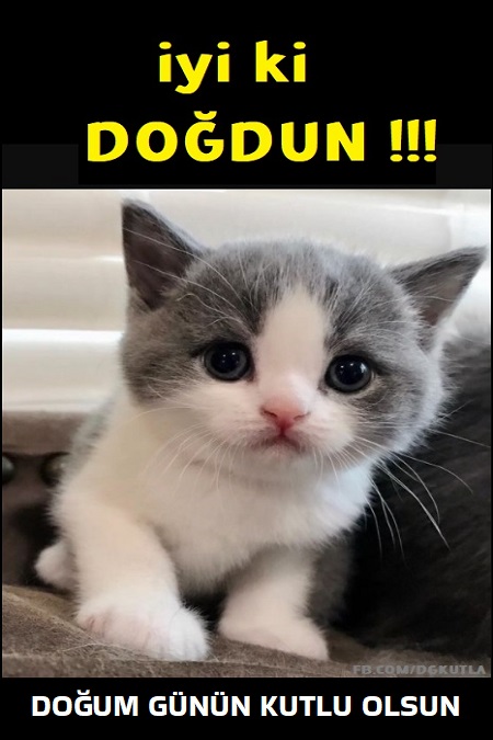 KEDİLİ DOĞUM GÜNÜ TEBRİK KART